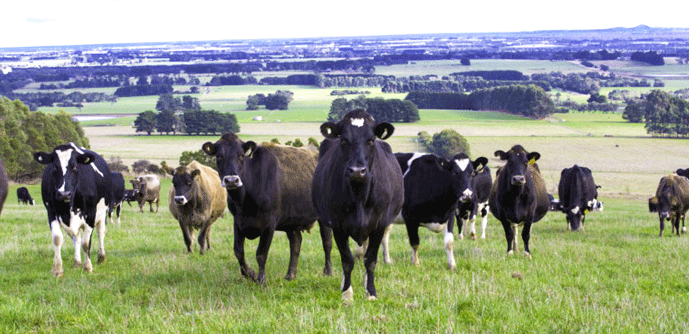 Australian dairy plan publishes report on current state of dairy industry