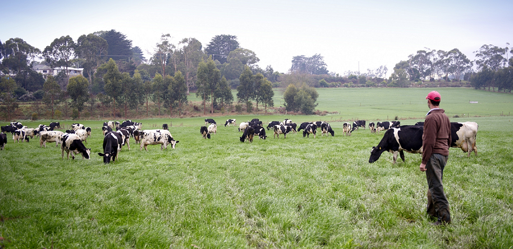 Dairy organisations launch bold plan to transform industry
