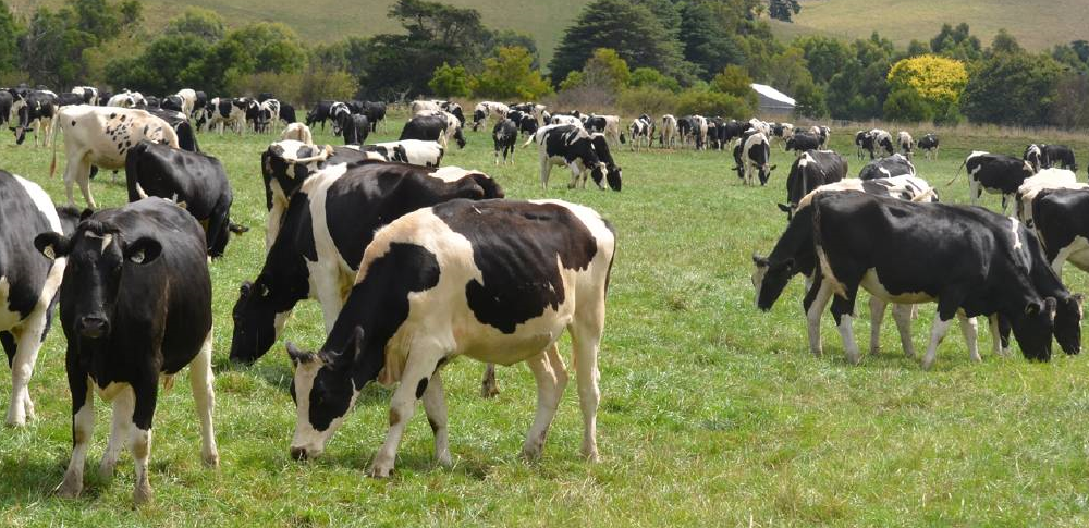 DairyBio finding pasture and animal solutions